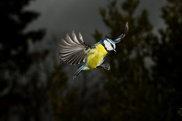 MESANGE BLEUE parus caeruleus