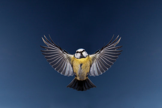 MESANGE BLEUE parus caeruleus