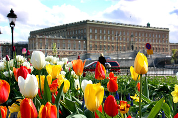 Tulpanrabatter i kungsträdgården framför Kungliga slottet