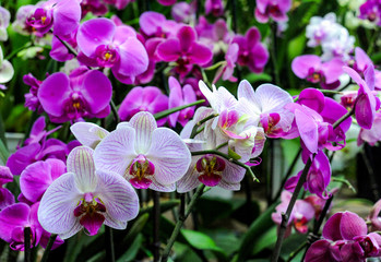 Fototapeta na wymiar Hundreds of orchids bloom in the Moscow Botanical Garden, founded in the 17th century, which is called the Pharmaceutical Kaleyard in the old way. 