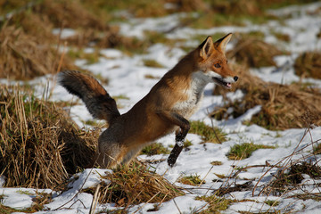 RENARD ROUX vulpes vulpes