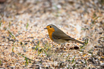 ROUGE GORGE erithacus rubecula