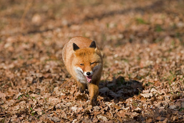 RENARD ROUX vulpes vulpes