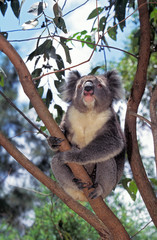KOALA phascolarctos cinereus