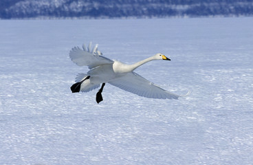 CYGNE CHANTEUR cygnus cygnus