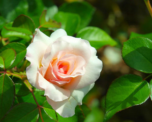 Pink roses in a park in New York City