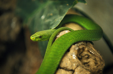 Obraz premium MAMBA VERT dendroaspis angusticeps