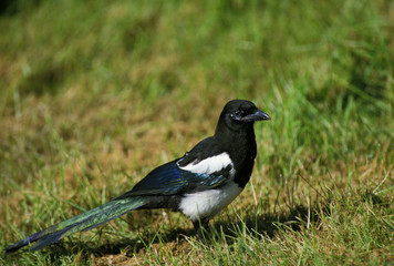 PIE BAVARDE pica pica