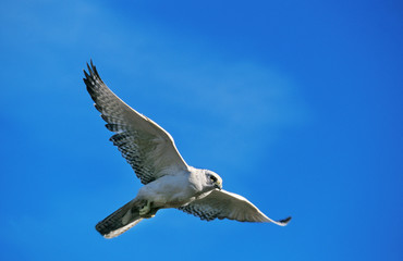 FAUCON GERFAUT falco rusticolus