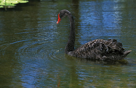 CYGNE NOIR Cygnus Atratus