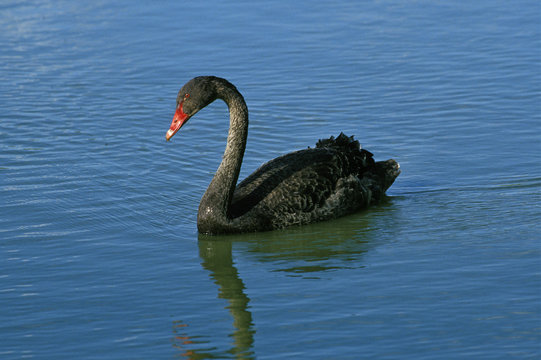 CYGNE NOIR Cygnus Atratus