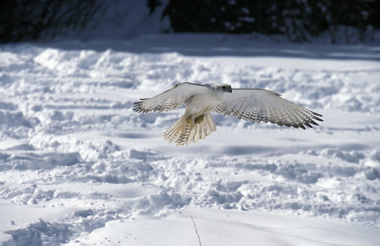 FAUCON GERFAUT falco rusticolus