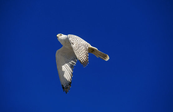 FAUCON GERFAUT falco rusticolus
