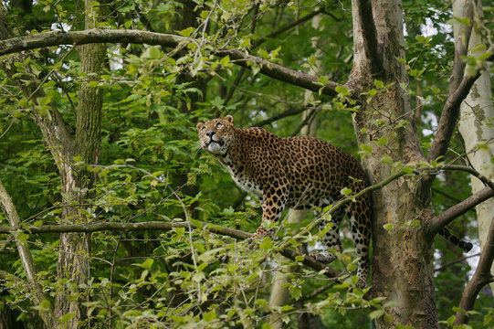 PANTHERE DU SRI LANKA panthera pardus kotiya