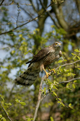 EPERVIER D'EUROPE accipiter nisus