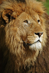 LION D'AFRIQUE panthera leo