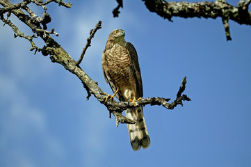 EPERVIER D'EUROPE accipiter nisus