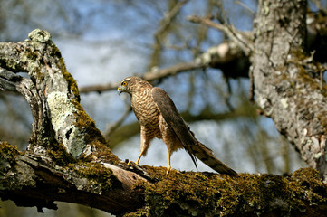 EPERVIER D'EUROPE accipiter nisus