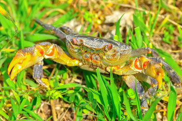 Closeup beautiful  yellow black crab