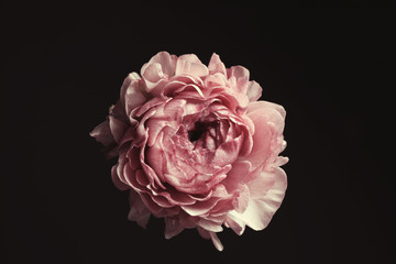 Beautiful fresh ranunculus on black background. Floral card design with dark vintage effect