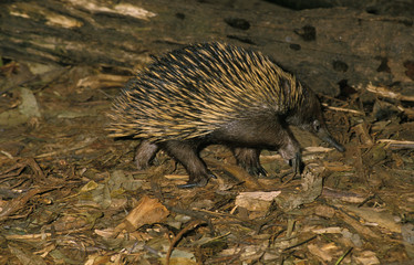 ECHIDNE A NEZ COURT tachyglossus aculeatus