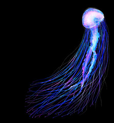 Watercolor jellyfish in modern bright neon colors isolated on black background underwater vivid illustration in large size Design element in magic style, purple blue violet glow pink fluid colorful © JuAngelArts