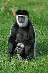 COLOBE GUEREZA colobus guereza