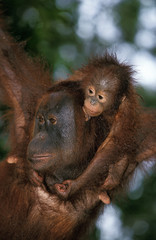 ORANG OUTAN pongo pygmaeus