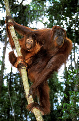 ORANG OUTAN pongo pygmaeus