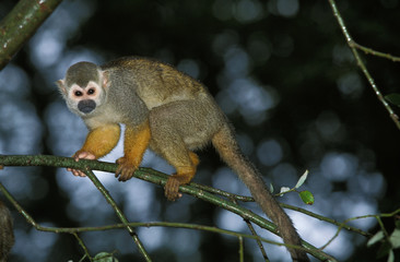 SAIMIRI SINGE ECUREUIL saimiri sciureus