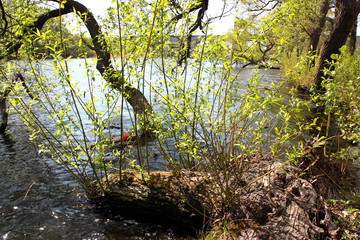 Årstaviken vid Eriksdalslunden med östra och västra årstabron i bakgrunden.