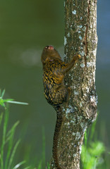 OUISTITI PYGMEE callithrix pygmaea