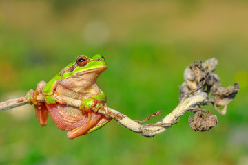 Beautiful Europaean Tree frog Hyla arborea 