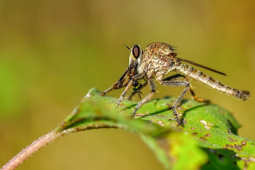 Macro shot of a robber fly in the garden
