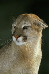 PUMA puma concolor