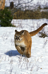 PUMA puma concolor