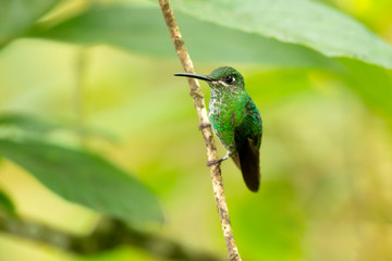 Green-crowned brilliant (Heliodoxa jacula) is a large, robust hummingbird that is a resident breeder in the highlands from Costa Rica to western Ecuador.