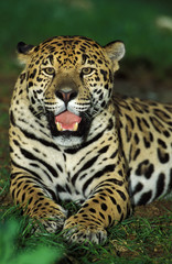 Fototapeta na wymiar JAGUAR panthera onca