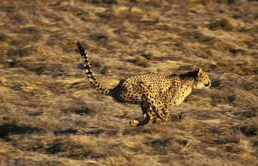 GUEPARD acinonyx jubatus © slowmotiongli