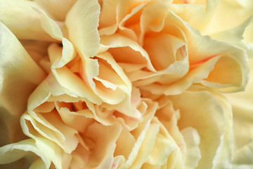 Closeup view of beautiful blooming carnation as background. Floral decor