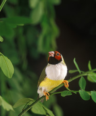 DIAMANT DE GOULD A POITRINE BLANCHE chloebia gouldiae