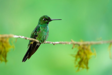 Green-crowned brilliant (Heliodoxa jacula) is a large, robust hummingbird that is a resident breeder in the highlands from Costa Rica to western Ecuador.