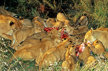 LION D'AFRIQUE panthera leo