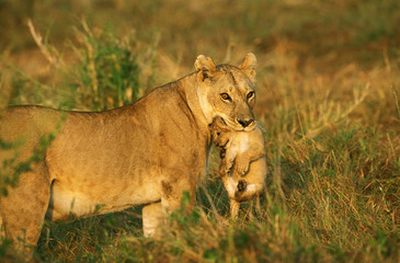 LION D'AFRIQUE panthera leo