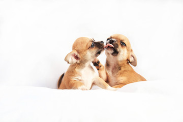 Chihuahua puppies play on a white background