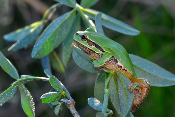 Beautiful Europaean Tree frog Hyla arborea 