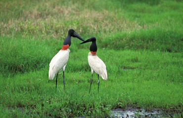 JABIRU D'AMERIQUE jabiru mycteria