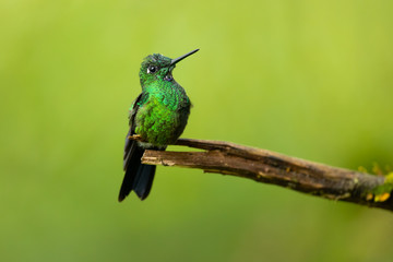 Green-crowned brilliant (Heliodoxa jacula) is a large, robust hummingbird that is a resident breeder in the highlands from Costa Rica to western Ecuador.