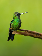 Fototapeta na wymiar Green-crowned brilliant (Heliodoxa jacula) is a large, robust hummingbird that is a resident breeder in the highlands from Costa Rica to western Ecuador.