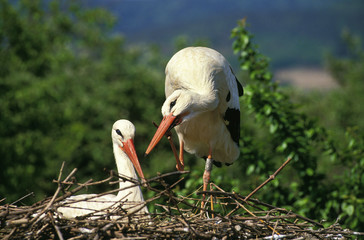 CIGOGNE BLANCHE ciconia ciconia
